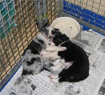 6 weken